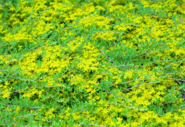 Hendek Stonecrop arka plan, çiçekler