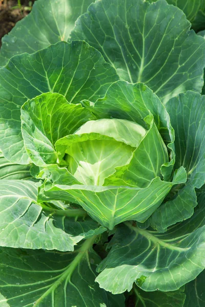 Close-up of fresh cabbage vegetable in field — Stock Photo, Image
