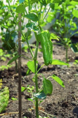 Bir çalı olgunlaşma sırasında tatlı biber