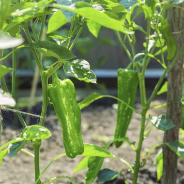 Bir çalı olgunlaşma sırasında tatlı biber