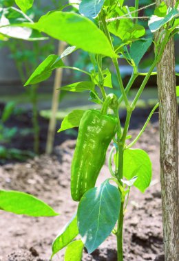 Bir çalı olgunlaşma sırasında tatlı biber