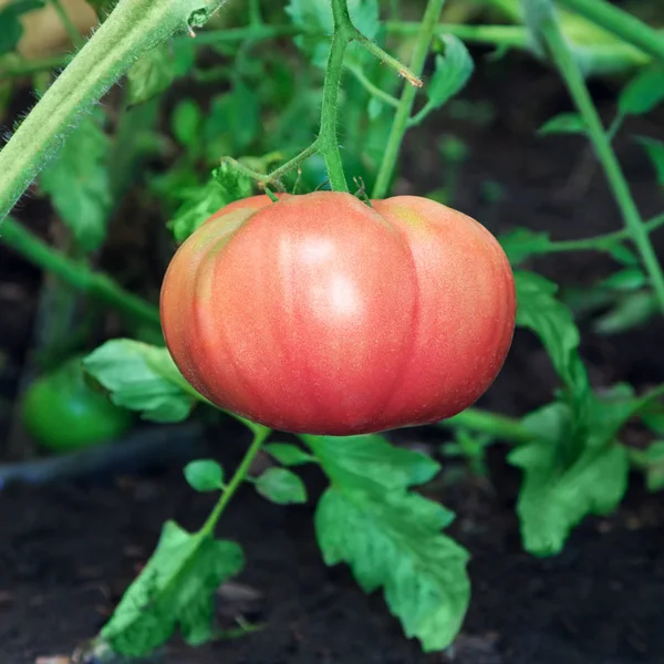 Big ripe pink tomato on plant  in greenhouse — Stock Photo, Image