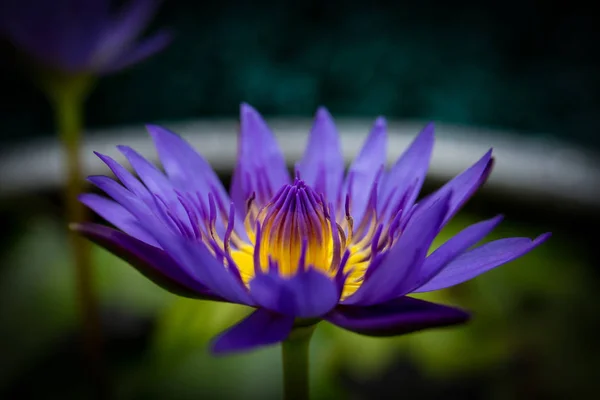 Purple lotus in a tub used for lotus cultivation. — Stock Photo, Image