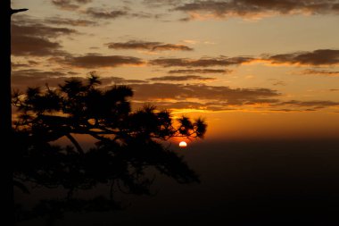 Çam ağaçlarının dalları silueti ile gündoğumu, Altın ışık.
