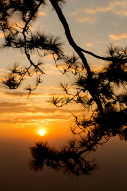 Çam ağaçlarının dalları silueti ile gündoğumu, Altın ışık.
