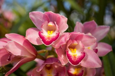 Cymbidium insigne Rolfe. güzel orkide.