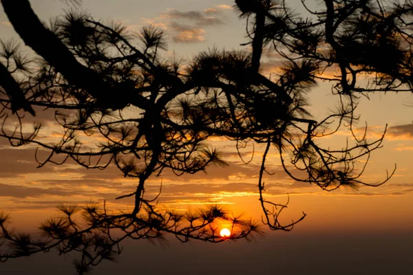 Luz dourada ao nascer do sol com a silhueta de ramos de pinheiros . — Fotografia de Stock