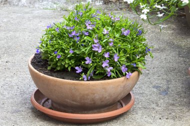 Lobelia pota