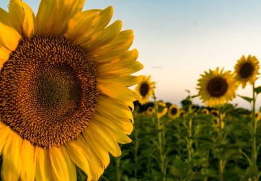 Ayçiçeği alan ışıkta akşam.