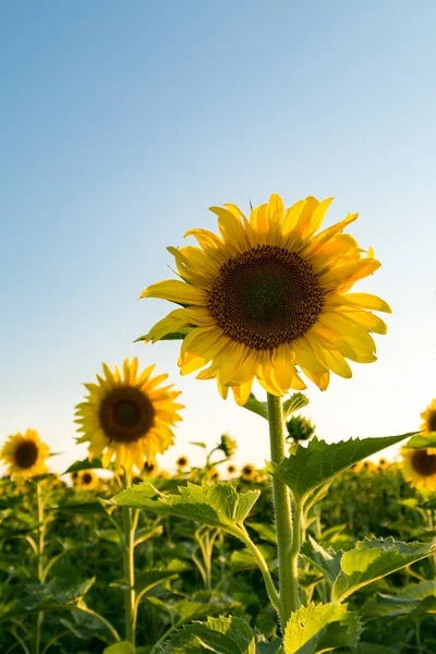 Abendlicht auf dem Sonnenblumenfeld. — Stockfoto