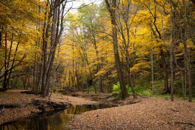 Autumn in Illinois canyon. clipart