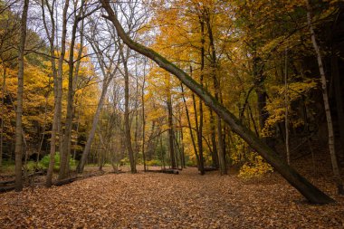 Illinois Kanyonu 'nda sonbahar.