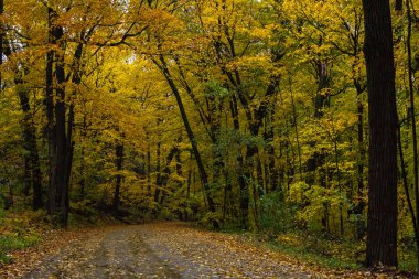 Wisconsin 'deki Devils Gölü Parkı' nda yürürken yağmurda canlı bir sonbahar yeşilliği..