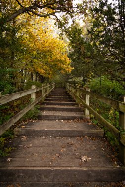 Mississippi Palisades Eyalet Parkı, Illinois 'de soğuk bir sonbahar gününde sislerin içinde sonbahar yaprakları ve yürüyüş yolları.