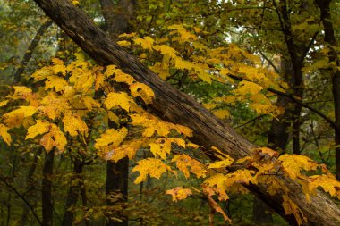 Mississippi Palisades Eyalet Parkı, Illinois 'de soğuk bir sonbahar gününde sislerin içinde sonbahar yaprakları ve yürüyüş yolları.