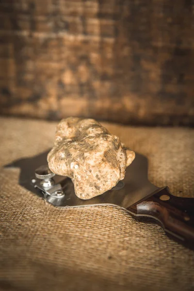 Precious white truffle from Savigno, Italy on trowel on rustic background