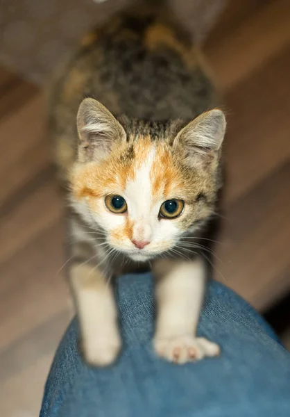 Bonito jovem três colorido pequeno gatinho feminino 2,5 meses de idade — Fotografia de Stock