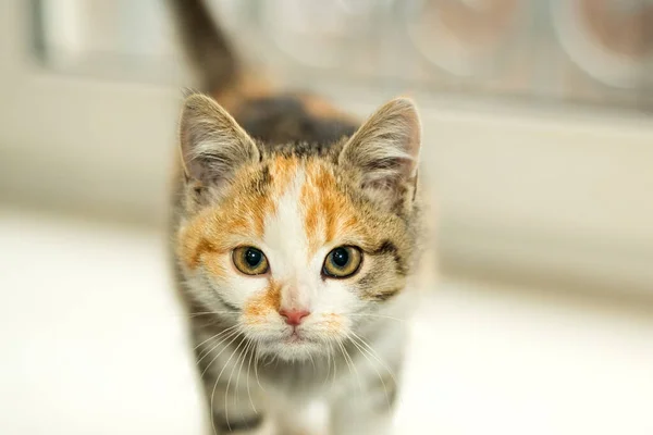 stock image Beautiful young three colored small female kitty 2,5 month old