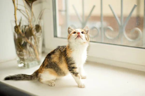 Beautiful young three colored small female kitty 2,5 month old — Stock Photo, Image