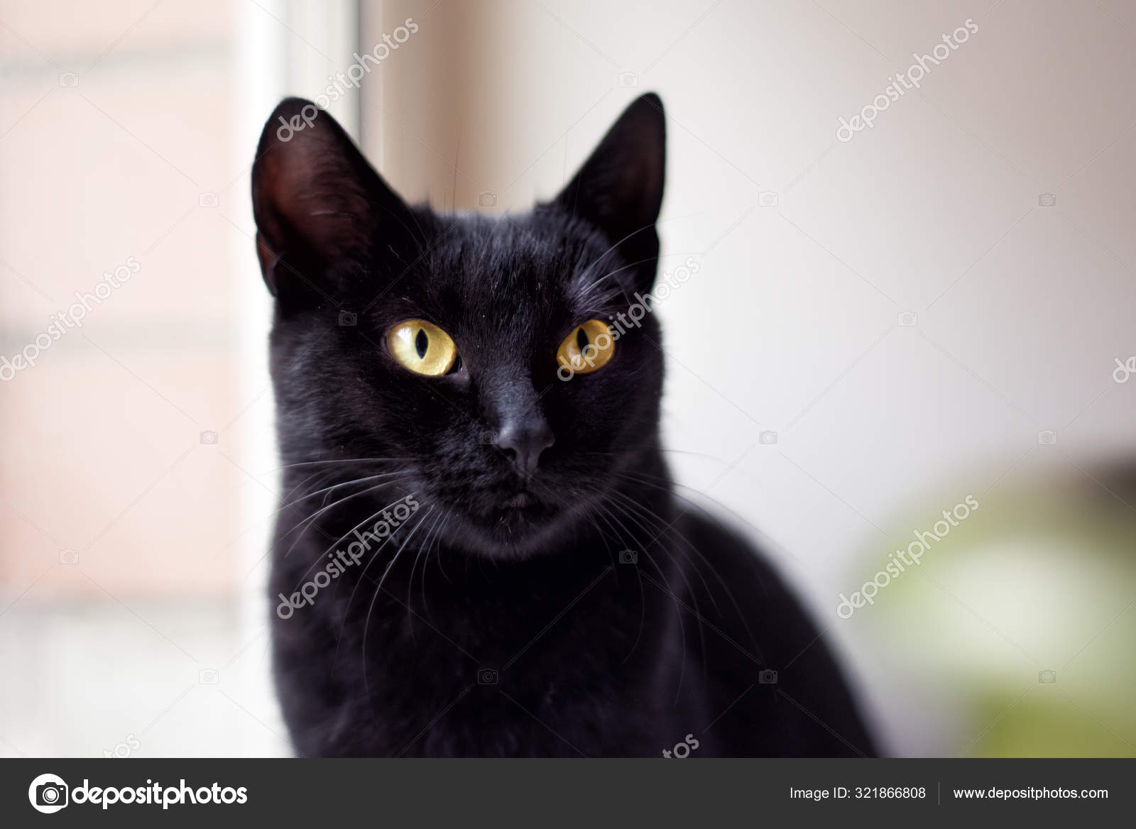 Musta pikakuvakissa katselee ikkunasta eläinklinikalla. Kissa etsii kotia.  Koditon musta kissa, jolla on keltaiset silmät steriloinnin jälkeen ja  ilman kirppuja ja helmintejä — valokuva © .com  #321866808