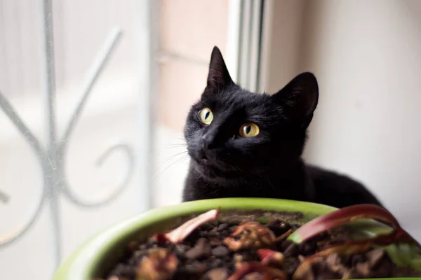 Černá krátkosrstá kočka se dívá do okna veterinární kliniky. Kočka hledá domov. Černý kocour bez domova se žlutýma očima po sterilizaci a bez blech a přileb — Stock fotografie
