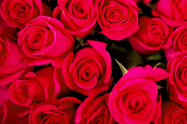 Closeup of bouquet of red roses. Best flowers in Valentine's day. Valentine's day background. Flowers for love. Best present for woman are flowers