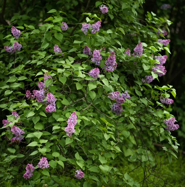 Picture of purple lilac bloom flowers in spring. Cover with springtime theme. Botanical garden. Allergic time. Scenic white lilac