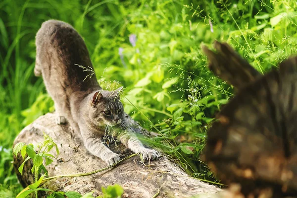 Grau gestromte Hauskatze, die sich im Park auf einem großen Baumstamm im Sonnenuntergangslicht dehnt. Zecken- und Parasitenbehandlung für Haustiere, die draußen spielen. Sommerentspannung. — Stockfoto