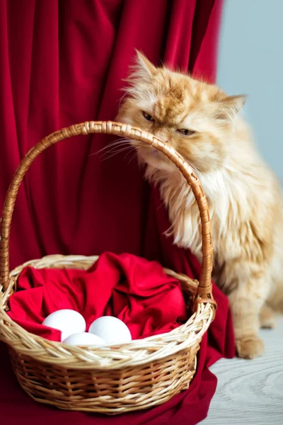 Pionowe zdjęcie czerwonego pół perskiego kota z żółtymi oczami wąchającego kosz wierzby z wielkanocnymi białymi jajkami na czerwonym tle. Zdrowe organiczne jedzenie. Oryginalna kartka wielkanocna. — Zdjęcie stockowe