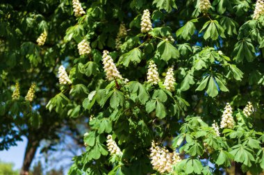 Baharda üzerinde beyaz çiçekler olan kestane ağacının yatay resmi. Kestane çiçeği. Ukrayna 'nın başkenti Kyiv' in sembolü. Bahar çiçekleri alerji sebebidir. Alerjik insanlar için kötü bir zaman..