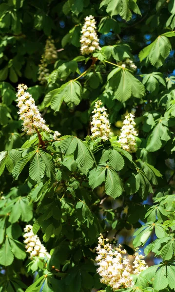 Vertikales Bild der Kastanie im Frühling mit weißen Blüten darauf. Blühende Kastanien - Symbol von Kyiw, der Hauptstadt der Ukraine. Frühlingsblumen als Grund für eine Allergie. Schlechte Zeiten für Allergiker. — Stockfoto