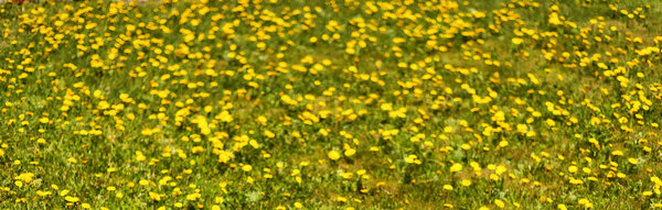 Горизонтальный фон с мягким фокусом - зеленая луговая поляна с большим количеством желтых одуванчиков на ней. Весенний фон. Обложка
.