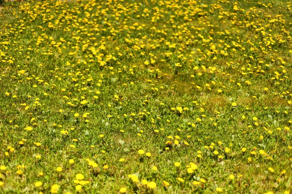 Imagen horizontal del claro verde del prado con una gran cantidad de dientes de león amarillos. Fondo de primavera. Hora de la alergia. Primavera mal momento para las personas alérgicas — Foto de Stock
