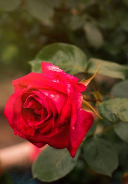 Bahçedeki yeşil yapraklı kırmızı gülün dikey resmi, aşkın sembolü. Aşıklar için kırmızı güller, bahçede doğal gül, tebrik kartı için doğal arka plan, kutlama, takvim, poster, sevgililer günü