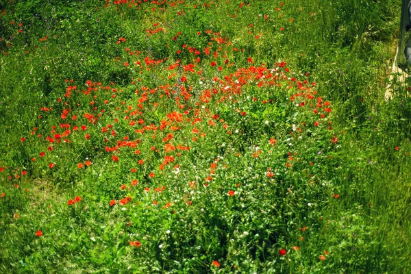 Mohnfeld mit wilden Mohnblumen im Mai in Europa. Erinnerungsmohn. rotes und grünes wildes Feld an sonnigen Tagen. Blumiger Frühling — Stockfoto