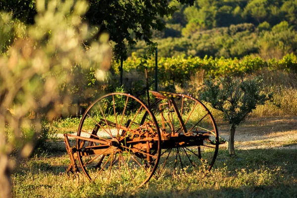 Ландшафт з возом і молодим оливковим деревом в сонячний літній ранок на фермі в Провансі, Франція. Місце для туризму Провансу з відомою кухнею і винятковою оливковою олією. Сільське господарство. — стокове фото