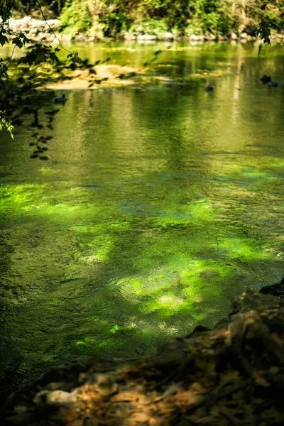 Vertikales Bild Des Berühmten Flusses Sorgue Mit Wunderschönen Grünen Wasserpflanzen — Stockfoto