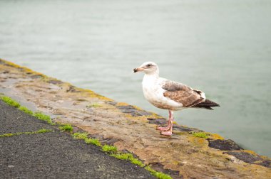 Bulutlu yağmurlu bir günde Kaliforniya Golden Gate yakınlarındaki San Francisco sahilinde martı. İnsanlara yakın kuşlar. Büyük şehirde vahşi yaşam.
