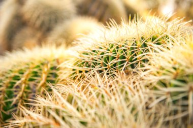 Seçici odaklı iğneli yeşil ve sarı kaktüsün yakın çekim dokusu. Kaktüs arka planı. Arizona kaktüs bahçesi Stanford Üniversitesi, Kaliforniya, Usa.