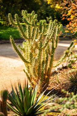 Stanford Üniversitesi, Palo Alto, California, Usa 'daki Arizona kaktüs bahçesinde sıcak güneşli bir günde birçok dalla kaktüsün dikey resmi. Seyahat turizm beldesi. Botanik eğitimi.