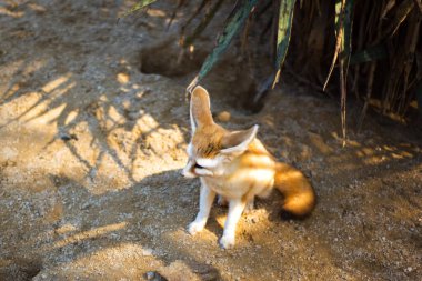 Tatlı çöl tilkisi Fennec. Küçük, kediden küçük, koca kulaklı ve uzun tüylü kuyruklu Tilki. Kısa namlulu, iri siyah gözlü, siyah burunlu, büyük kulaklı. Merkez Sahra 'da popüler bir hayvan..