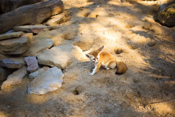 Cute desert fox Fennec. Small, smaller than cat, Fox with huge ears and long fluffy tail. On brief pointed muzzle big black eyes, black nose, big ears. Popular animal in Central Sahara.