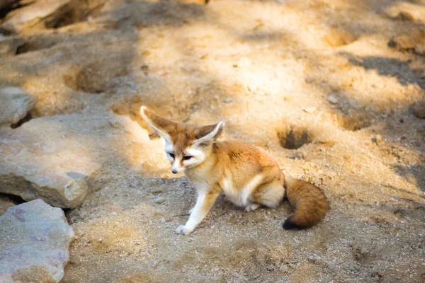 Cute desert fox Fennec. Small, smaller than cat, Fox with huge ears and long fluffy tail. On brief pointed muzzle big black eyes, black nose, big ears. Popular animal in Central Sahara.