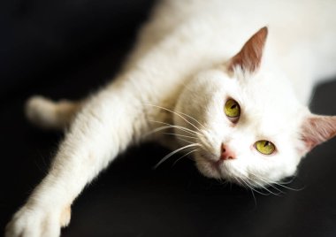 Kameraya bakıp siyah kanepeye uzanan sarı gözlü beyaz kedinin portresini kapat. Aşı ve kısırlaştırmadan sonra ev arayan evsiz beyaz kedi..