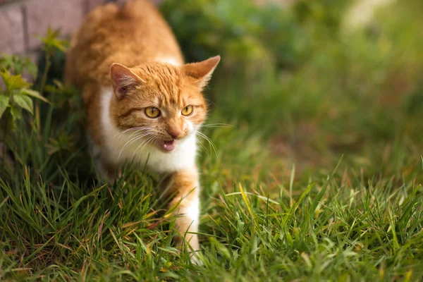 Rote Katze Mit Gelben Augen Die Frühlingssommer Grünen Gras Miaut — Stockfoto