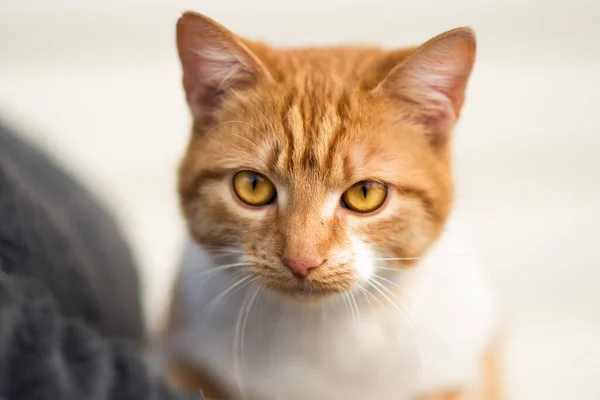 Nahaufnahme Porträt Einer Roten Katze Mit Gelben Augen Die Die — Stockfoto