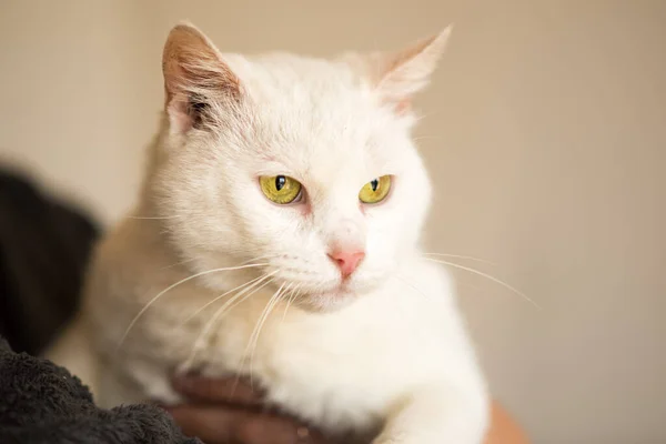 Primer Plano Retrato Gato Blanco Con Ojos Amarillos Mirando Hacia —  Fotos de Stock