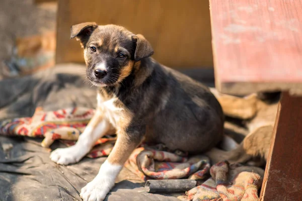 Little homeless puppy in handmade aviary made by volunteers waiting for family to adopt dog. Small homeless dog looks with sad eyes with hope of finding home and host.
