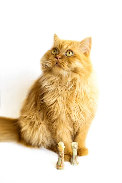 Vertikales Porträt Einer Persischen Katze Mit Schach Isoliert Auf Weißem — Stockfoto