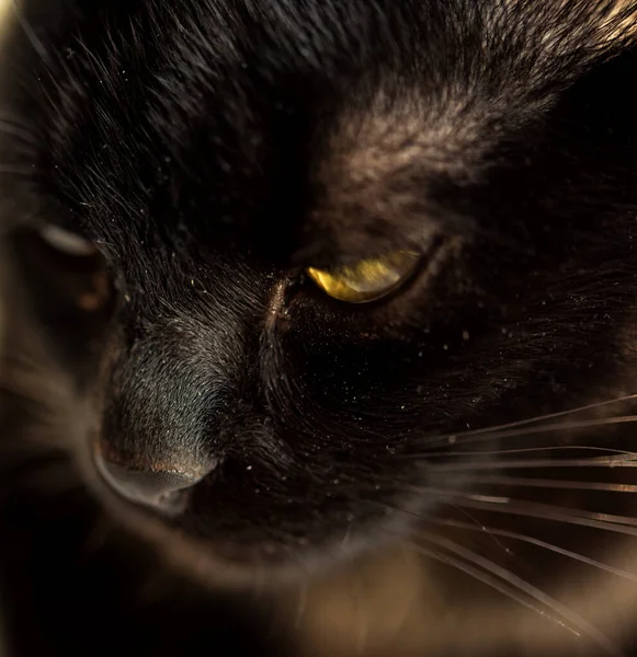 Makro Skott Näsa Svart Katt Närbild Selektivt Fokus Feline Näsa — Stockfoto